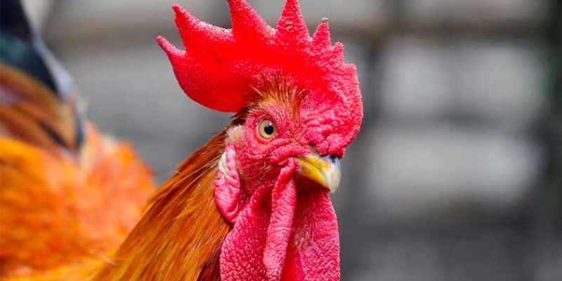 Sự quan trọng của việc chọn ngày đá gà