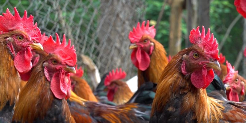 Ảnh hưởng của ngày đá gà đến kết quả trận đấu
